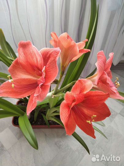 Гиппиаструм