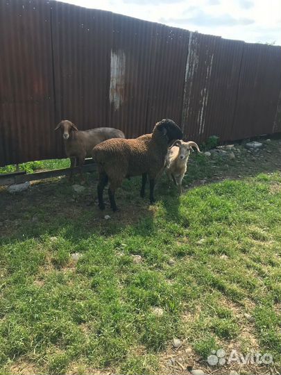 Бычок'Корова Дойная'Баран на Мясо