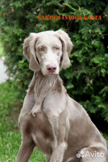 Веймаранер длинношерстный (условия разные)