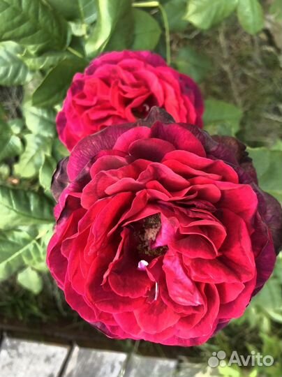 Розы корнесобственные