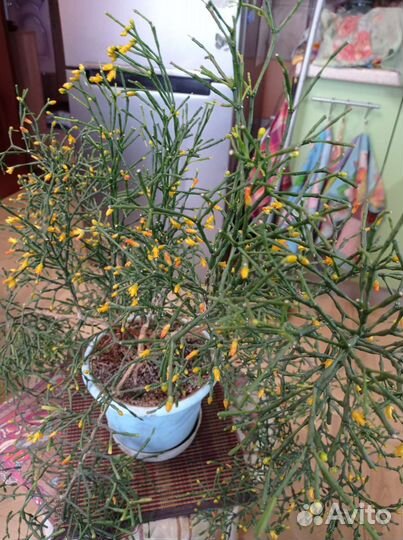 Клеродендрум. Хатиора (брызги шампанского)