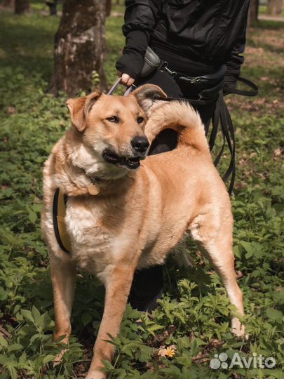 Собака в добрые руки из приюта