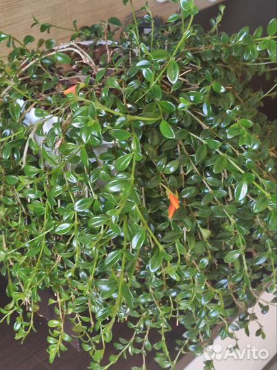 Нематантус Ветстайна (Nematanthus wettsteinii)