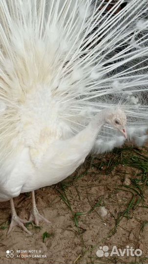 Павлин Белый