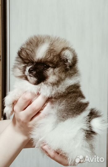 Немецкий шпиц померанский
