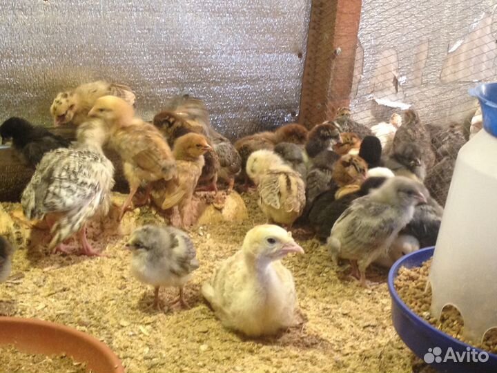 Разная домашняя птица