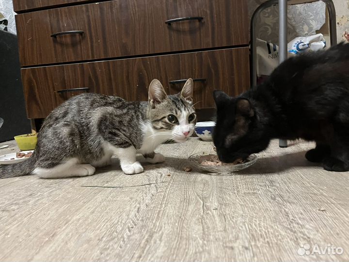 Коты бесплатно 2 друга