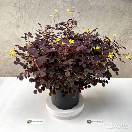 Кислицы Вулканические