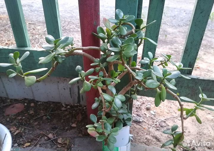 Толстянка (денежное дерево), молочай