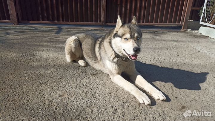 Сибирский хаски, вязка