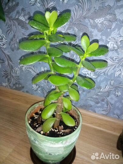 Комнатные цветы 2