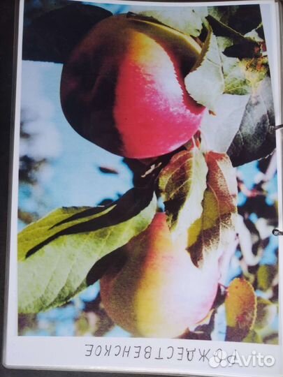 Продаю саженцы