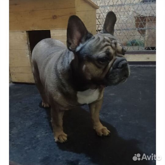 Взрослый француз