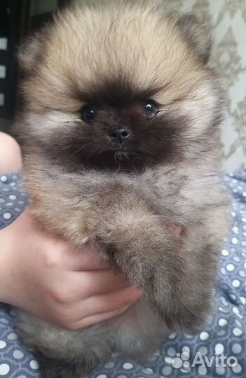 Померанский шпиц