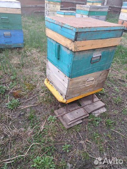 Пчелы и улья