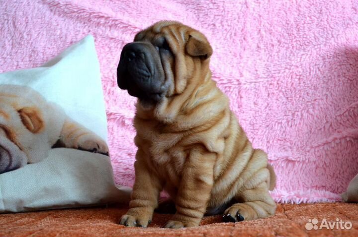 Собаки целоваки