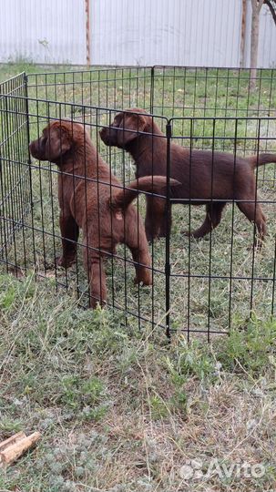 Шоколадные лабрадорчики