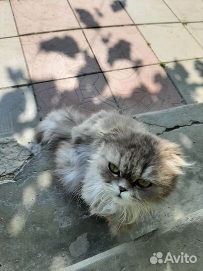 Персидский котенок
