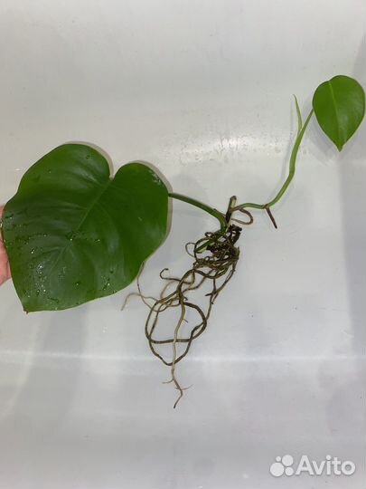 Монстера Вариегата Альба