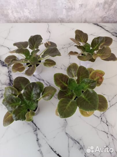 Сортовая фиалка ае Зеркало судьбы