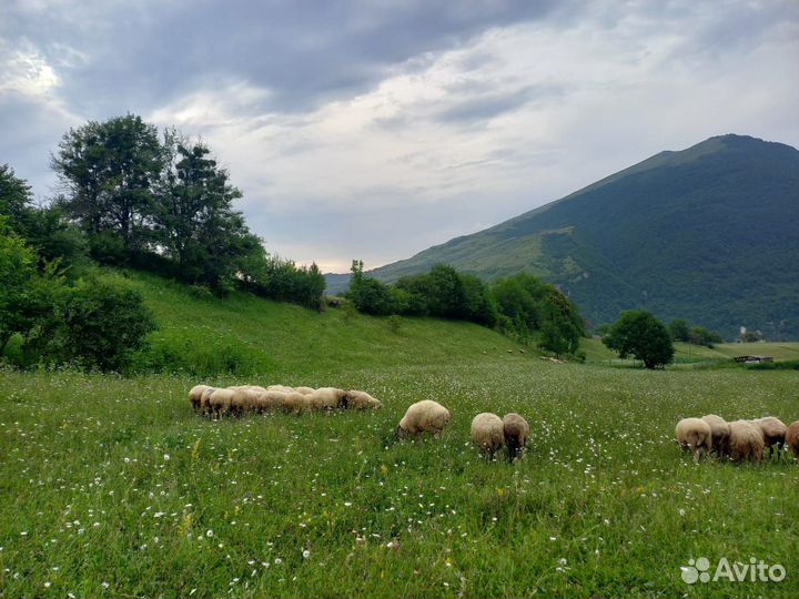 Овцы бараны ягнята