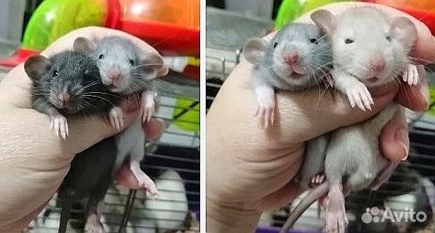 Крыса крысята дамбо рекс