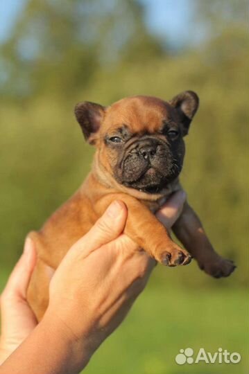 Французские булечки