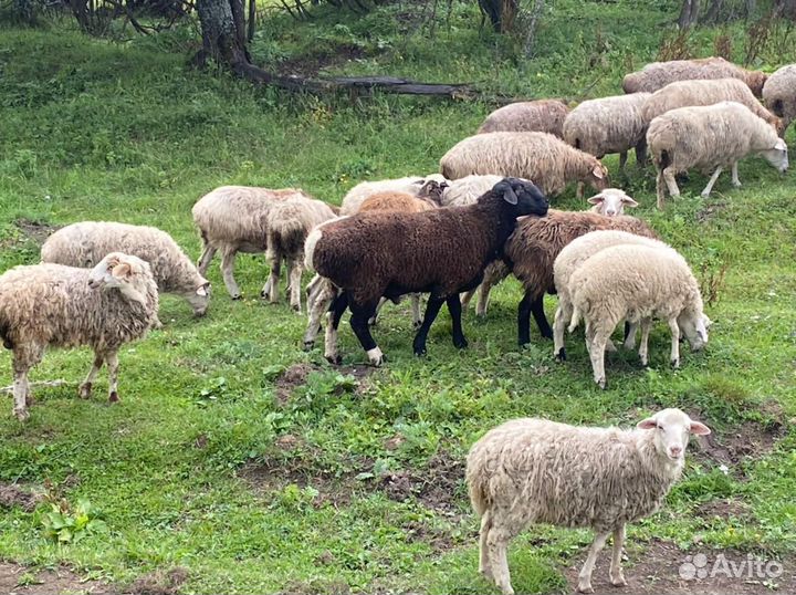 Продам барана на племя