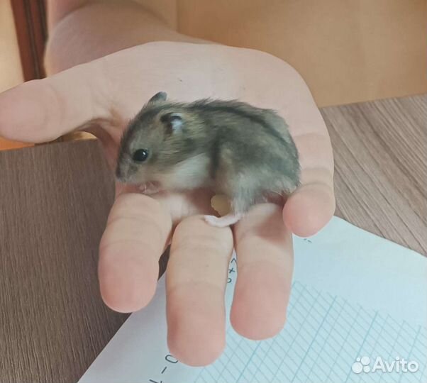 Хомяки джунгарики