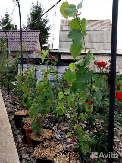 Саженцы винограда сомерсет сидлис