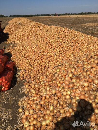 Лук репчатый Манас