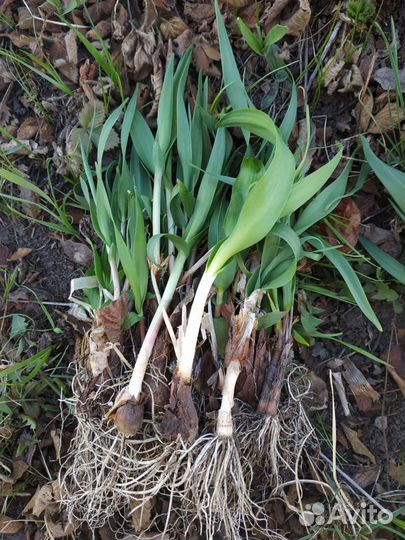 Черемша садовая в наличии, сажать в любое время