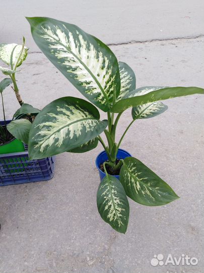 Дифенбахия