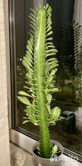 Молочай трехгранный