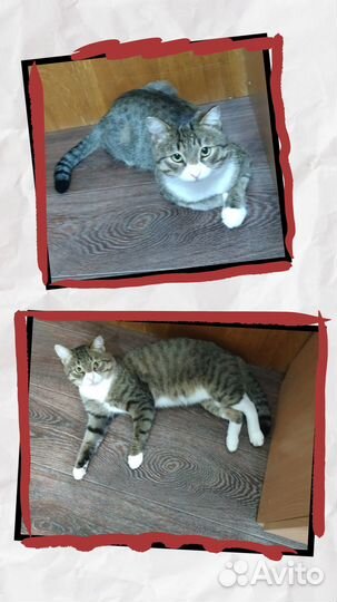 Очень симпатичный котик ищет дом