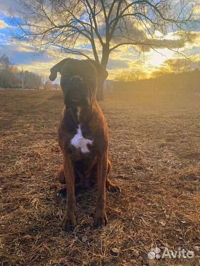 Немецкий боксер