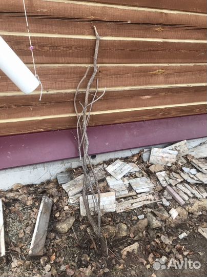 Девичий виноград