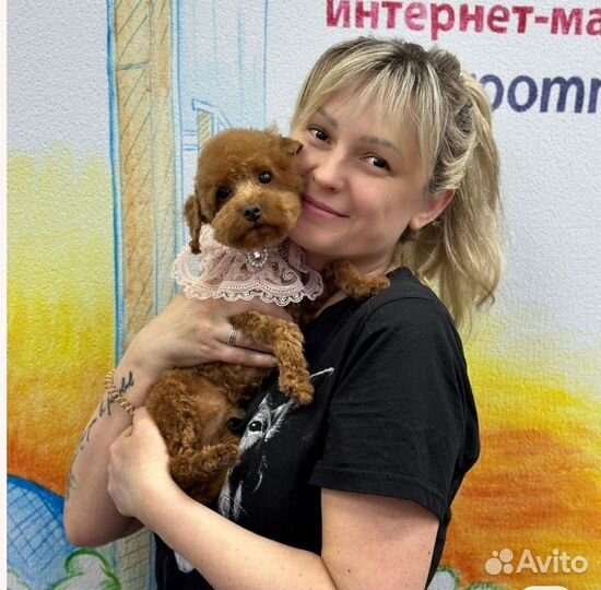 Помощник грумера