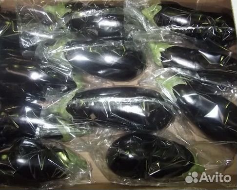 Свежий баклажан производство Иран