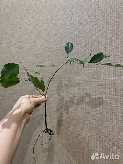 Замиокулькас