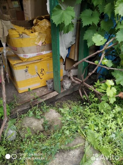 Отдам подарю бесплатно