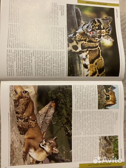 Энциклопедия кошки