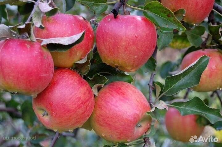 Яблоня Слава победителям