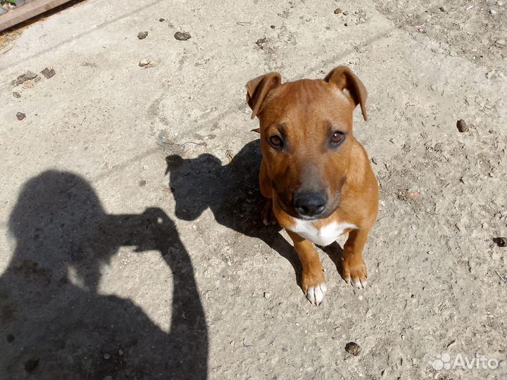 Стаффордширский терьер