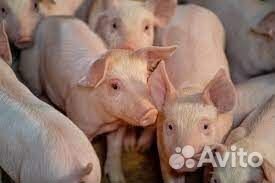 Оператор по уходу за животными (Вахта)