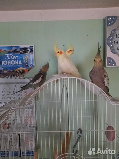 Попугай корелла птенец