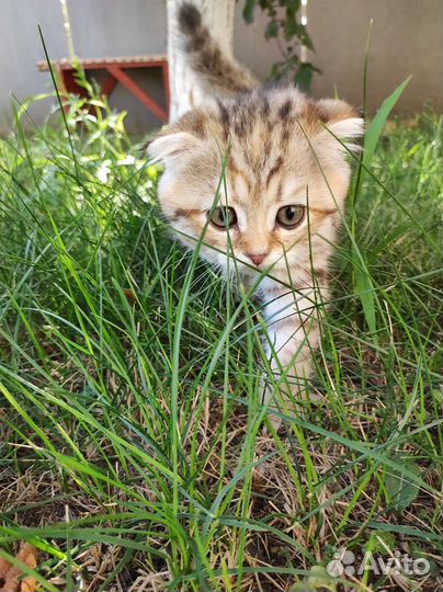 Шотландская вислоухая кошка