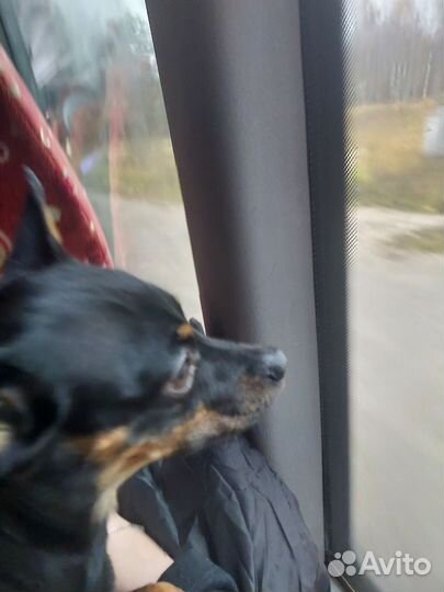 Русский той-терьер вязка