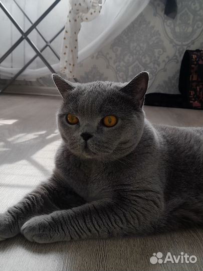 Британская кошечка