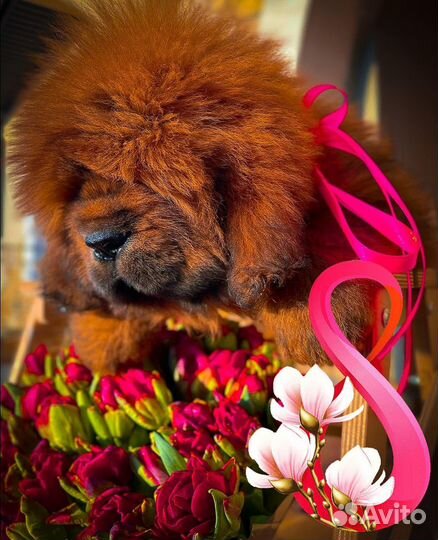 Щенок тибетского мастифа